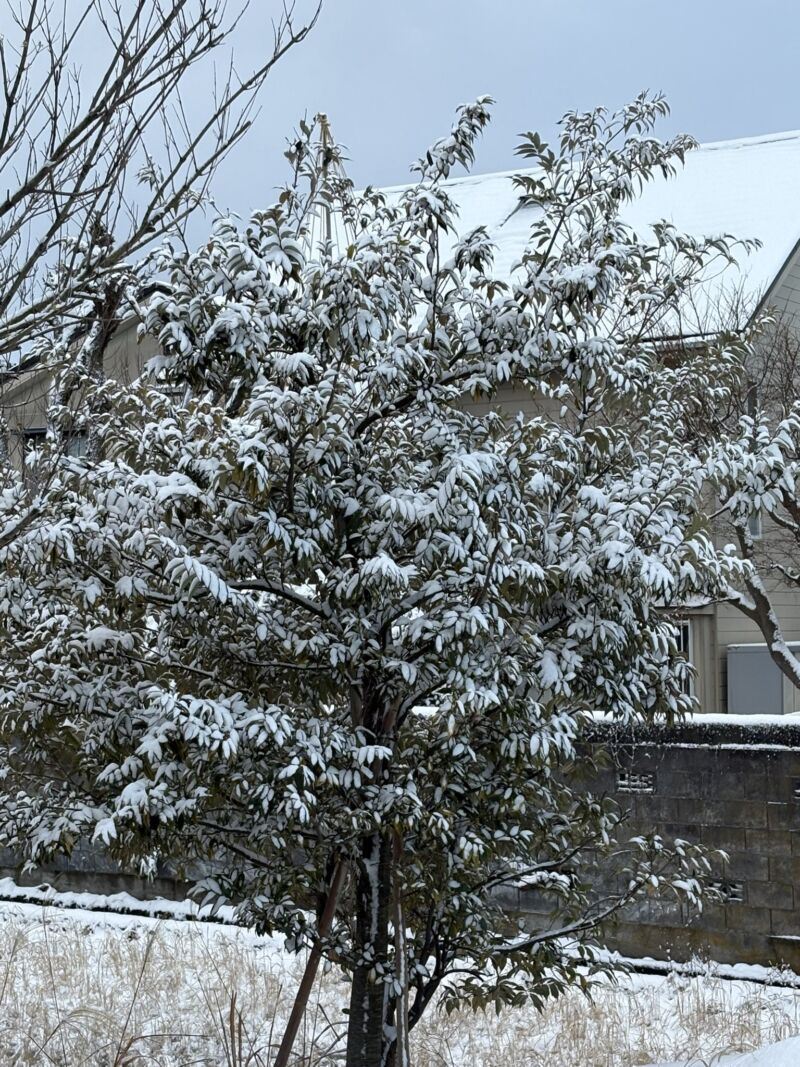 Image for the Tweet beginning: 富山の皆さん

おはようございます。
風もやみ，思ったほどは積りませんでしたね。 